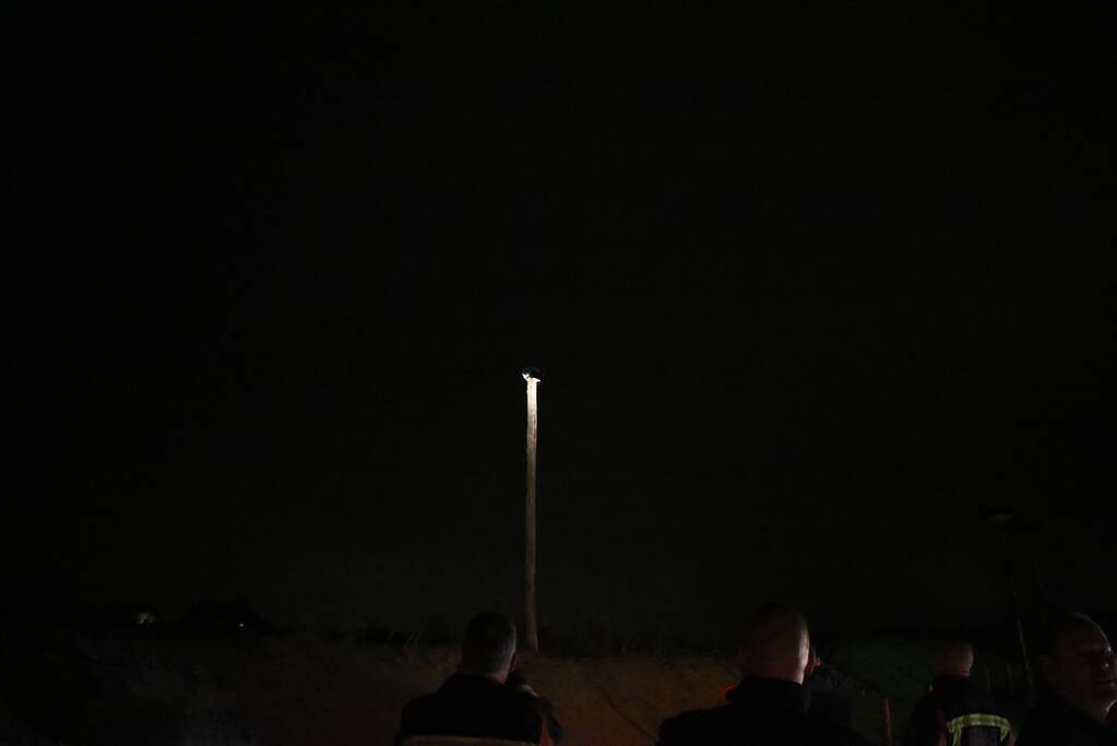 Zanger Alex zorgt voor inzet brandweer voor kat op paal