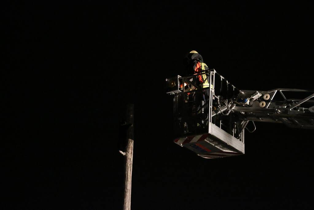 Zanger Alex zorgt voor inzet brandweer voor kat op paal