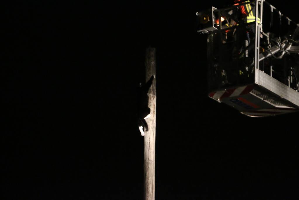 Zanger Alex zorgt voor inzet brandweer voor kat op paal