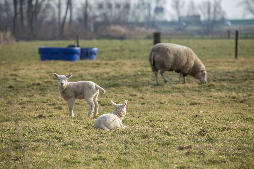 Onderzoek naar gedood lammetje