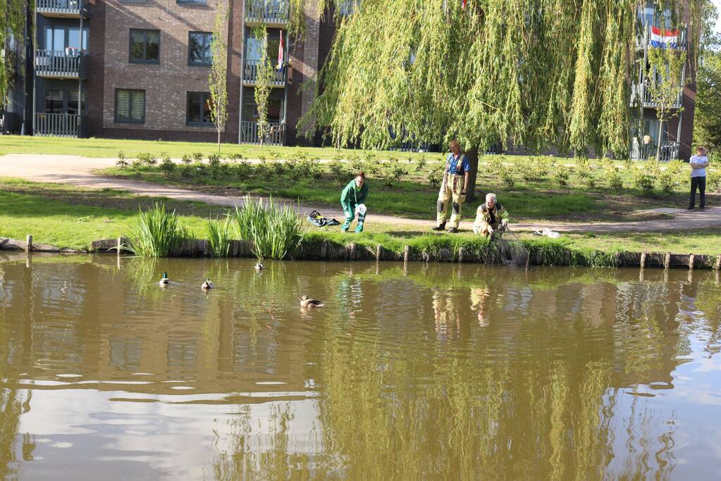 Eend in de problemen