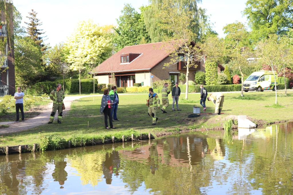 Eend in de problemen