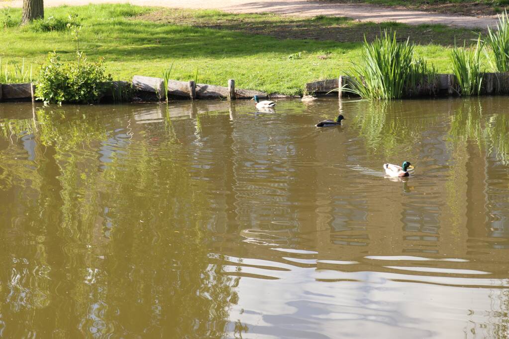 Eend in de problemen