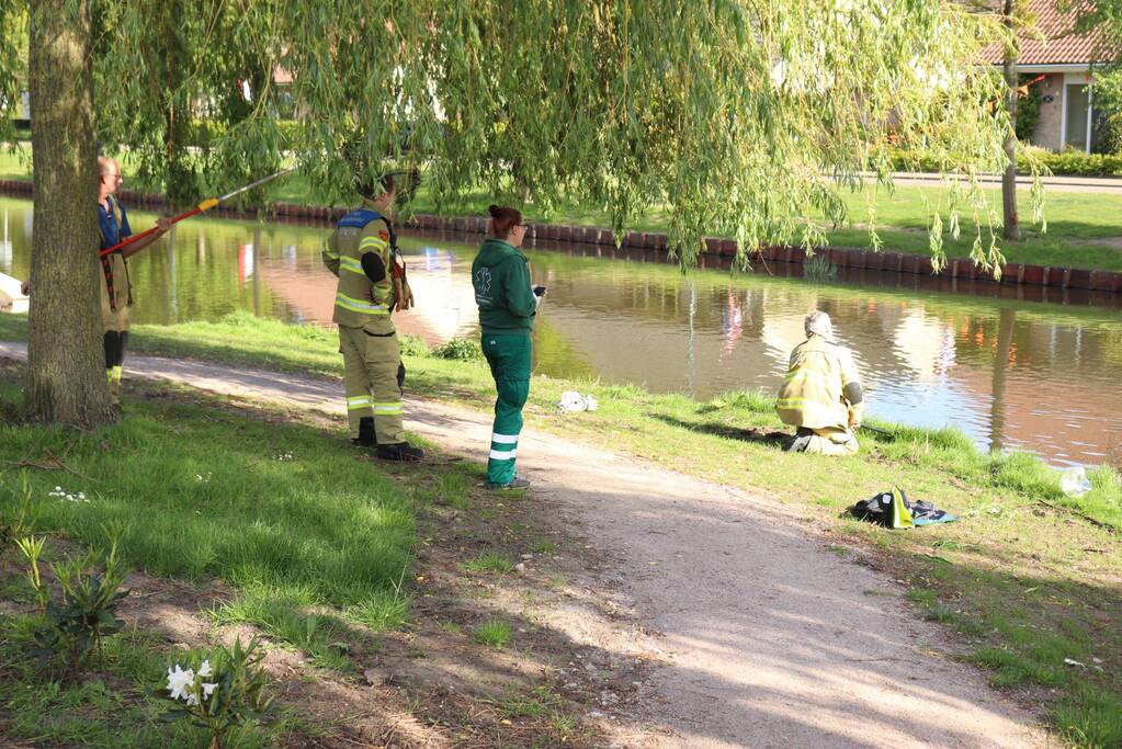 Eend in de problemen