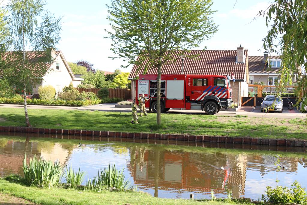 Eend in de problemen