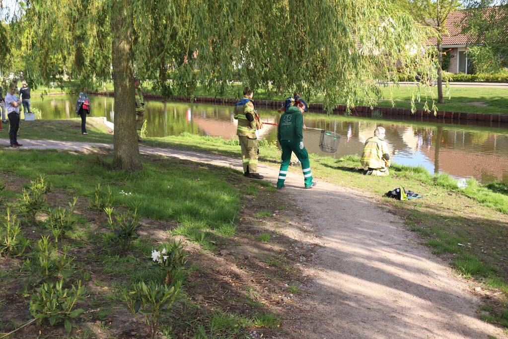 Eend in de problemen