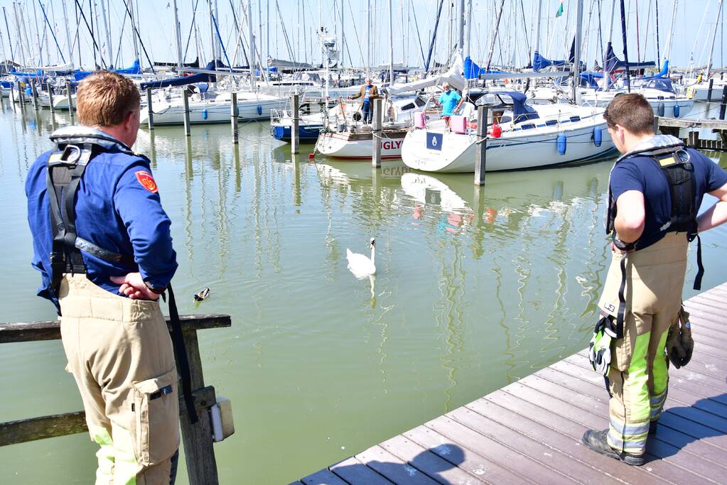 Zwaan raakt vast in visdraad bij Jachthaven Lelystad
