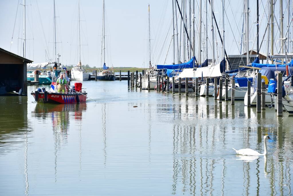 Zwaan raakt vast in visdraad bij Jachthaven Lelystad