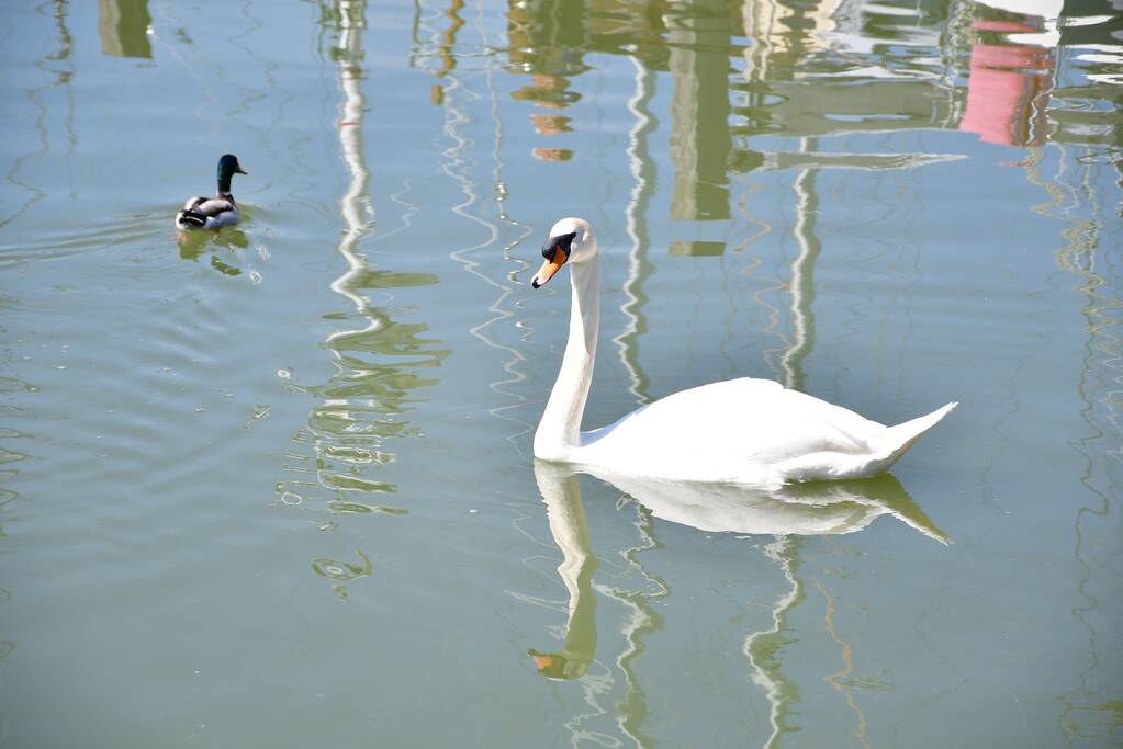 Zwaan raakt vast in visdraad bij Jachthaven Lelystad