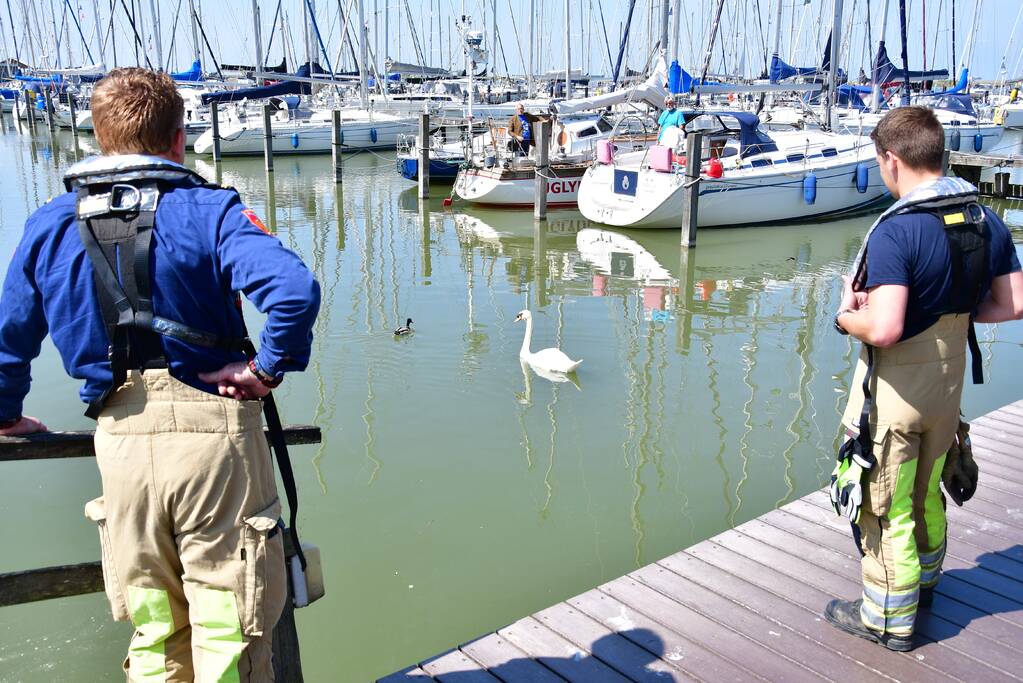 Zwaan raakt vast in visdraad bij Jachthaven Lelystad