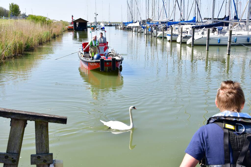 Zwaan raakt vast in visdraad bij Jachthaven Lelystad