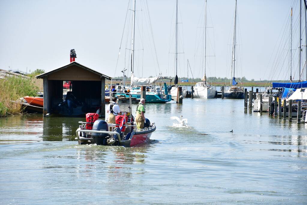 Zwaan raakt vast in visdraad bij Jachthaven Lelystad
