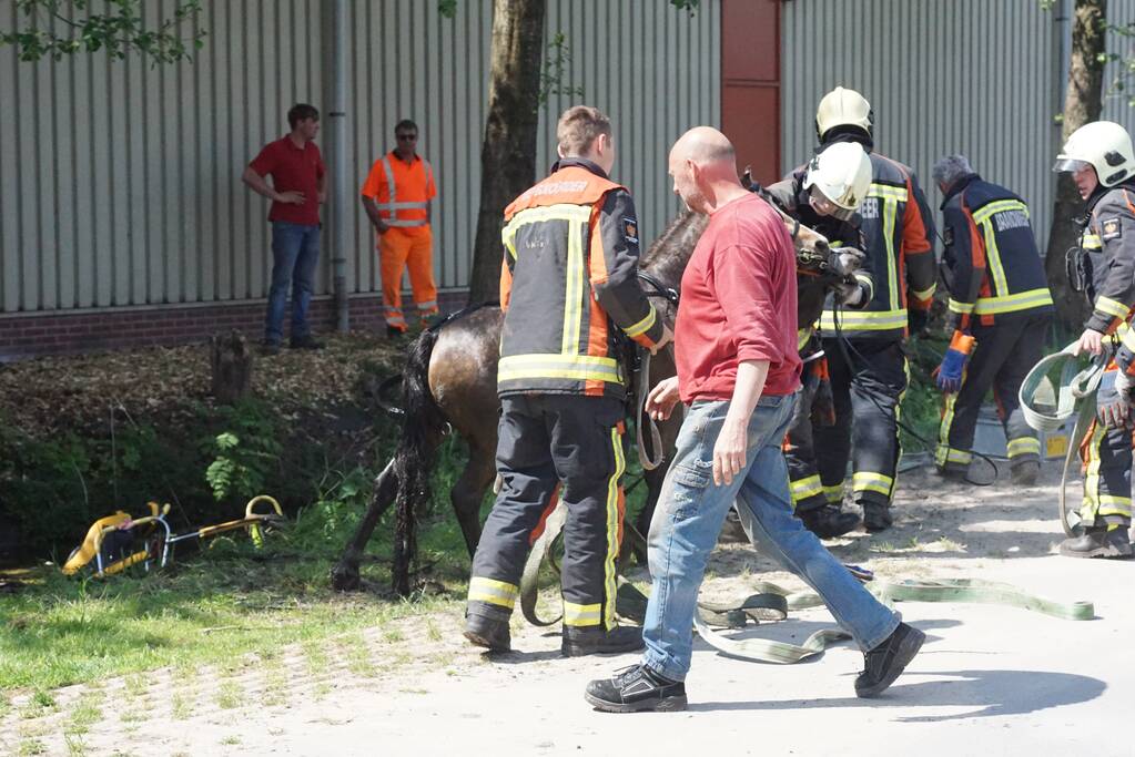 Paard met wagen belanden in sloot