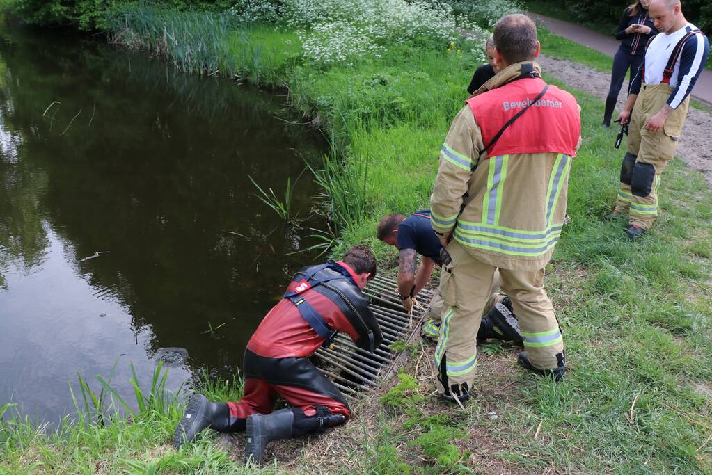 Brandweer redt baby eend uit rioolbuis