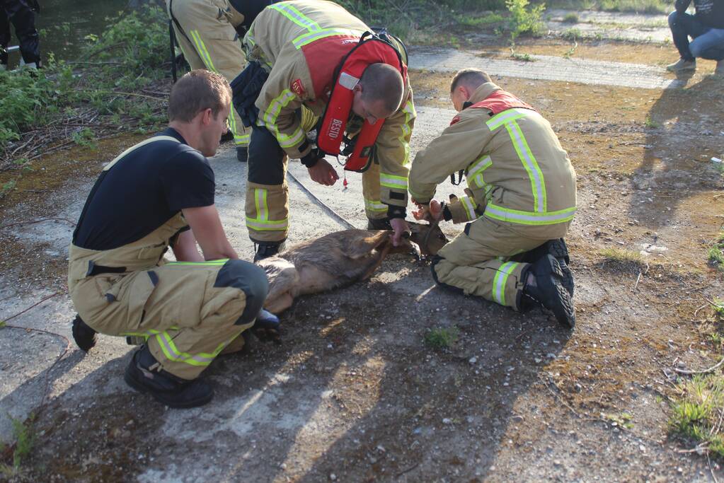 Ree gered uit kanaal