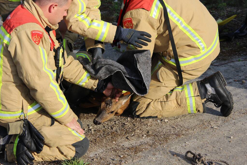 Ree gered uit kanaal