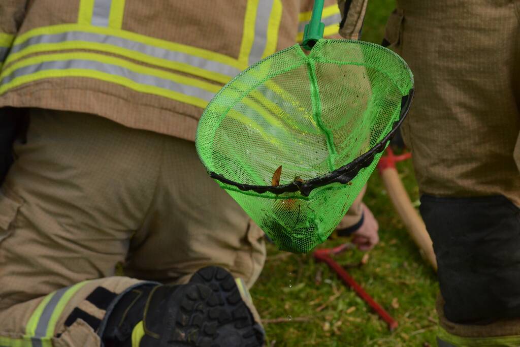 Meerkoetkuiken gered uit kolk