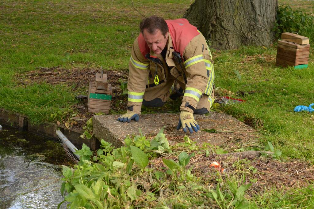 Meerkoetkuiken gered uit kolk