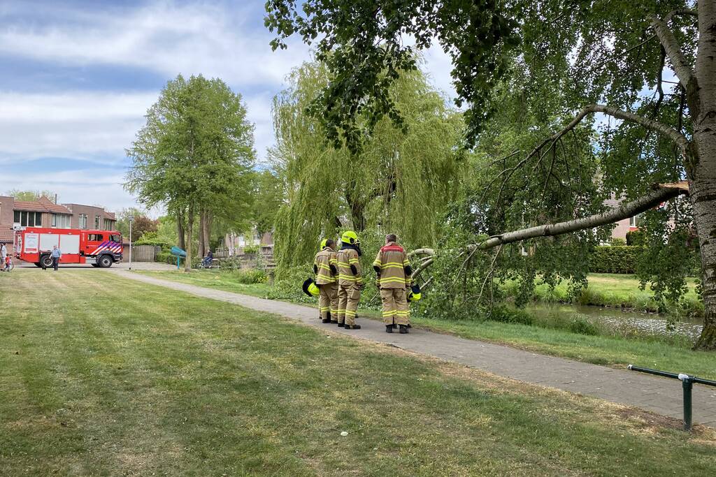 Grote tak breekt van boom
