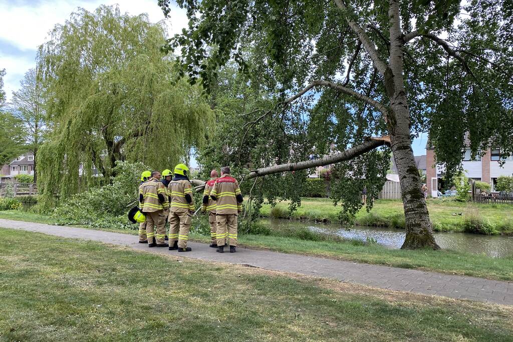 Grote tak breekt van boom