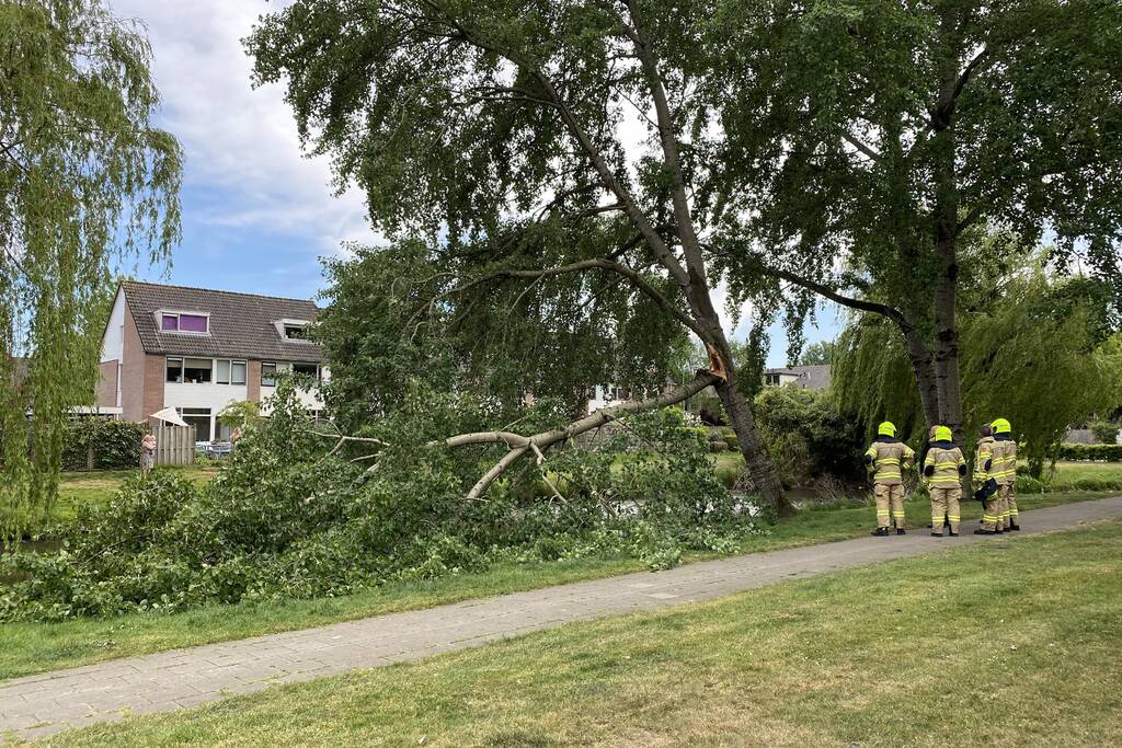 Grote tak breekt van boom