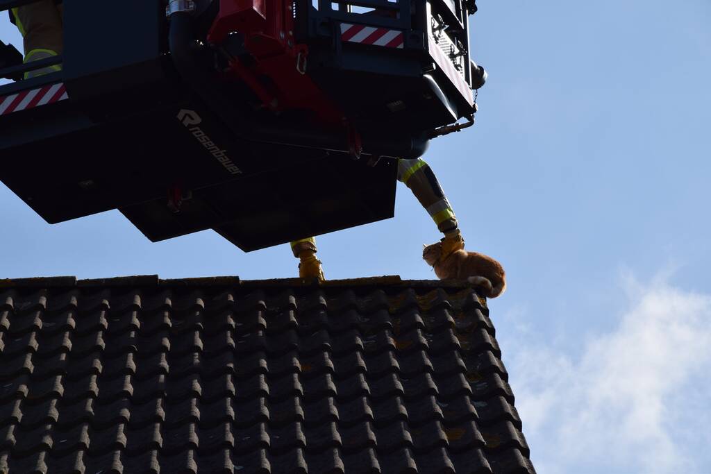 Reddingsactie voor kat trekt veel bekijks