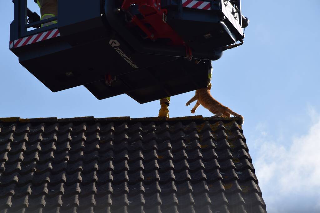 Reddingsactie voor kat trekt veel bekijks