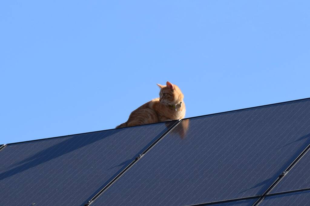 Reddingsactie voor kat trekt veel bekijks