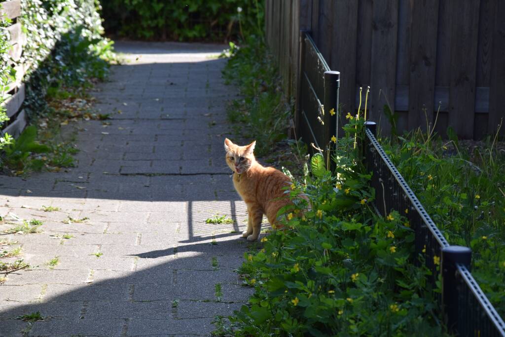 Reddingsactie voor kat trekt veel bekijks