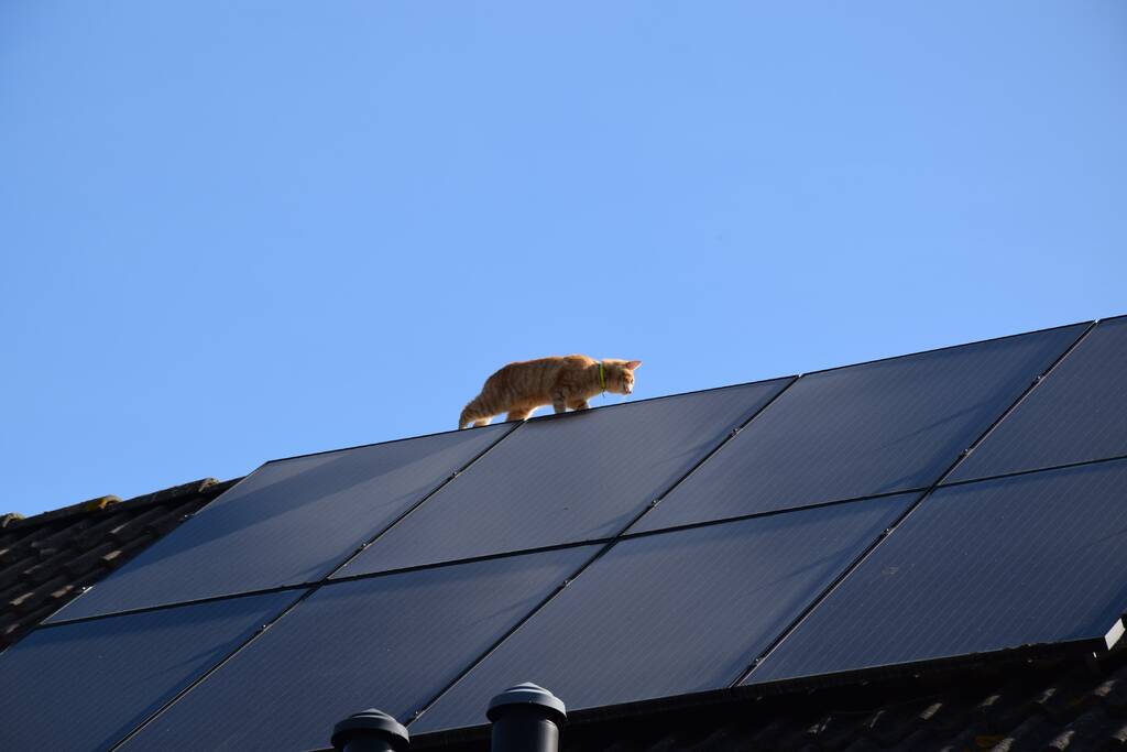 Reddingsactie voor kat trekt veel bekijks