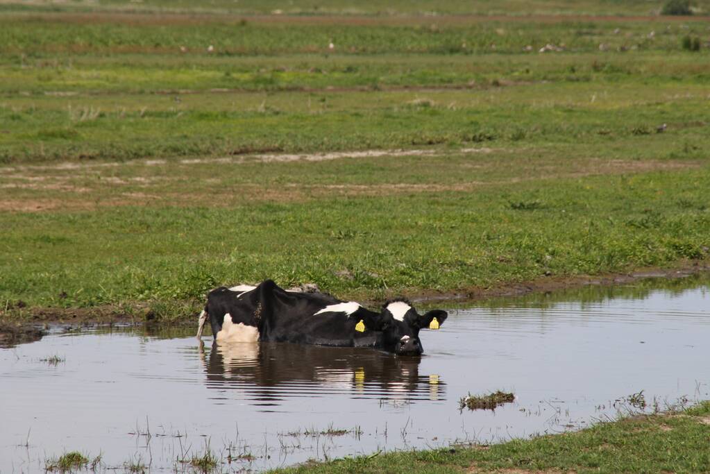 Koe belandt in sloot, en komt er niet meer uit