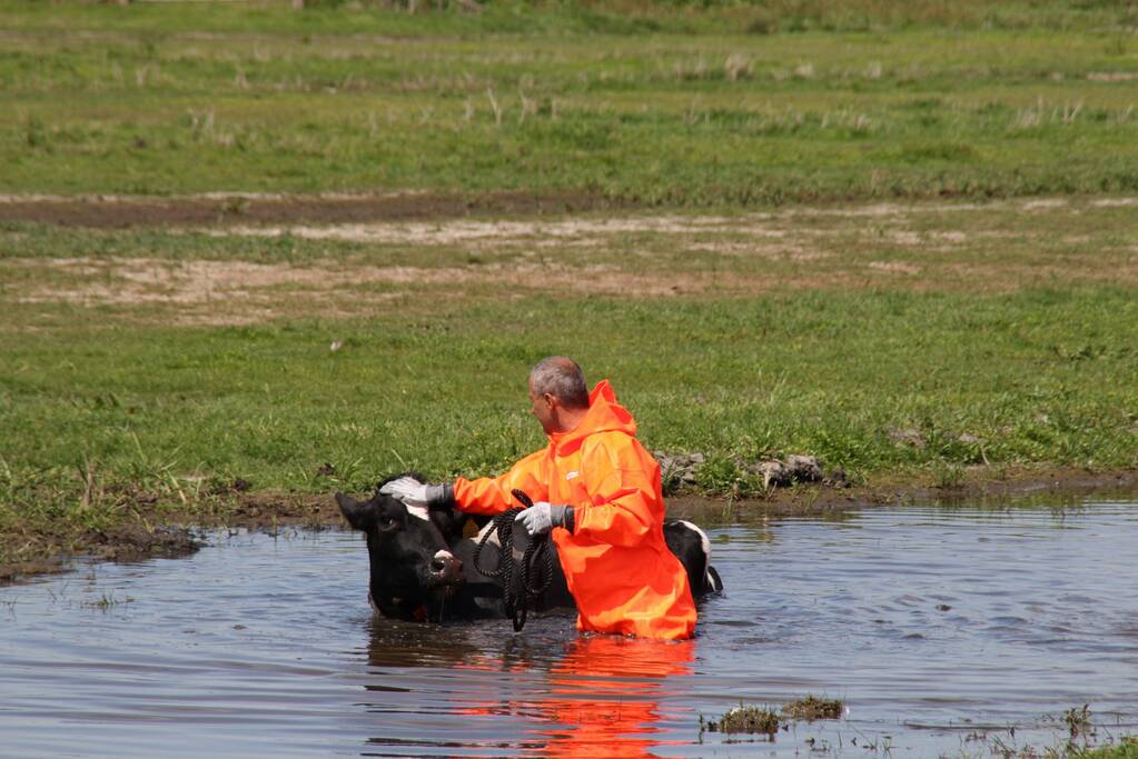 Koe belandt in sloot, en komt er niet meer uit
