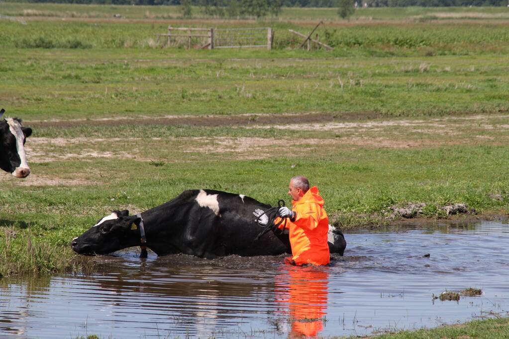 Koe belandt in sloot, en komt er niet meer uit