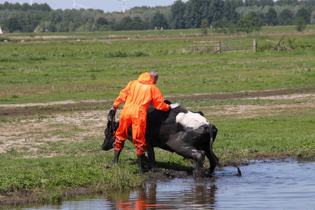 Koe belandt in sloot, en komt er niet meer uit