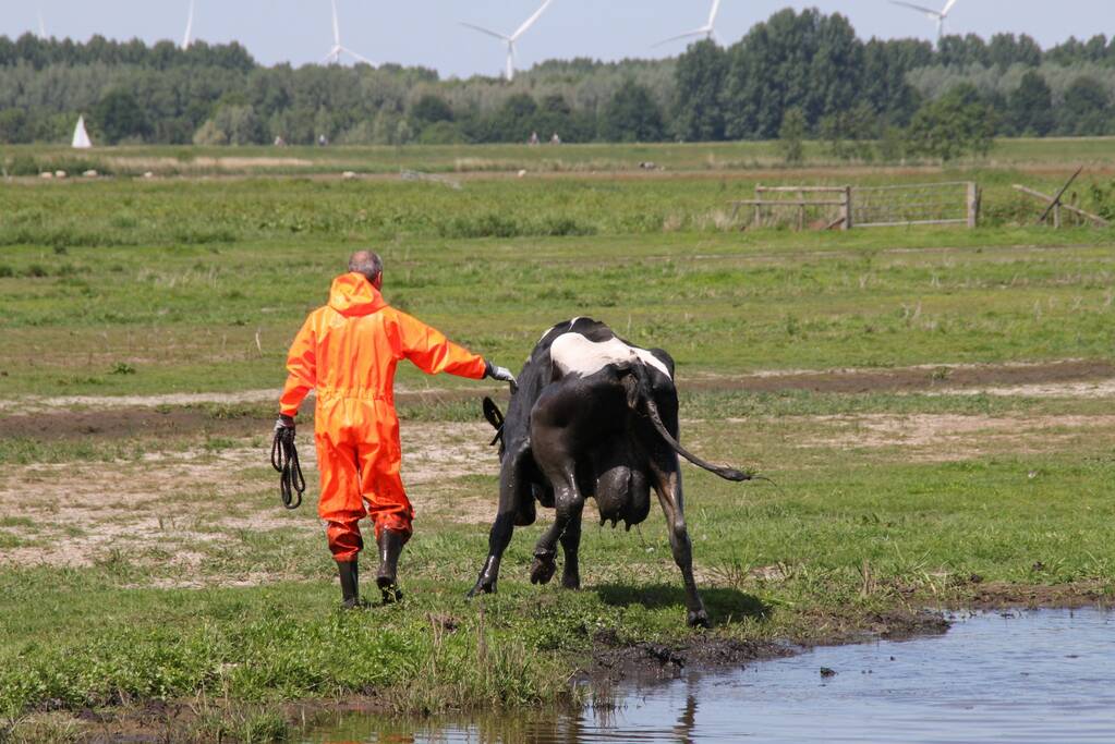Koe belandt in sloot, en komt er niet meer uit