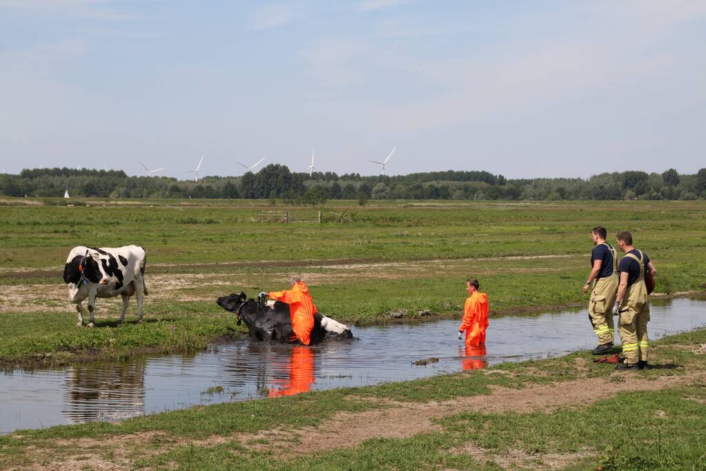 Koe belandt in sloot, en komt er niet meer uit