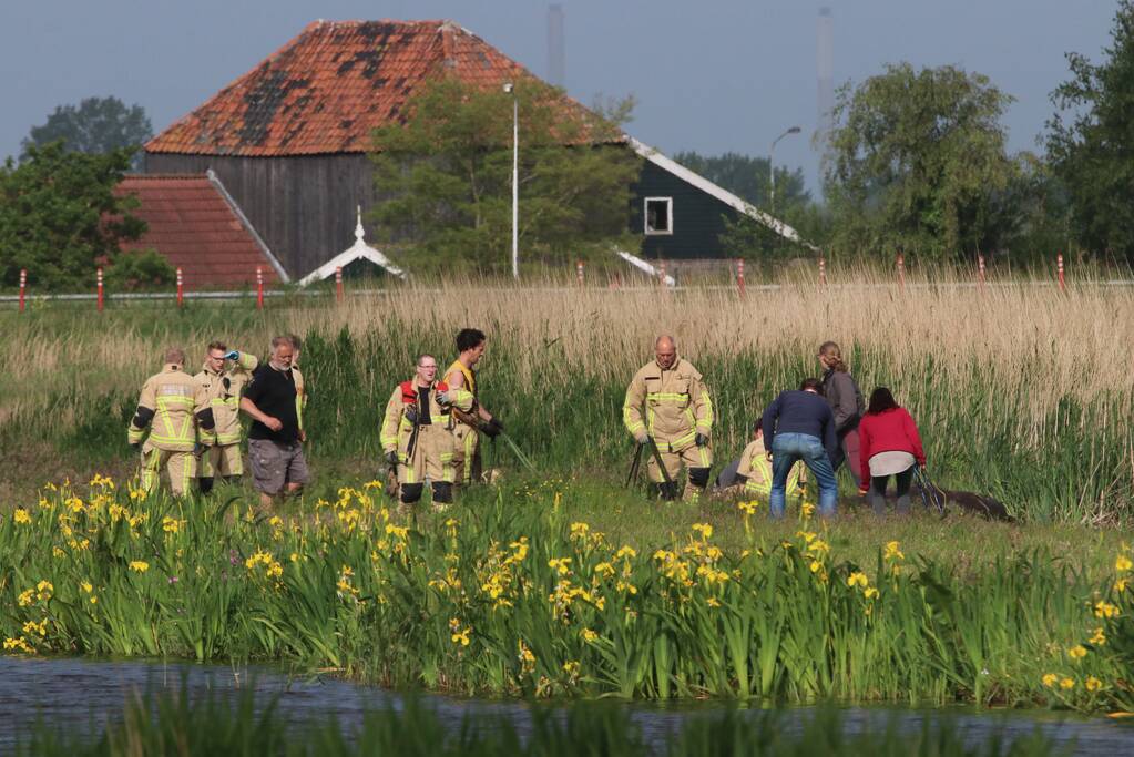 Paard belandt te water