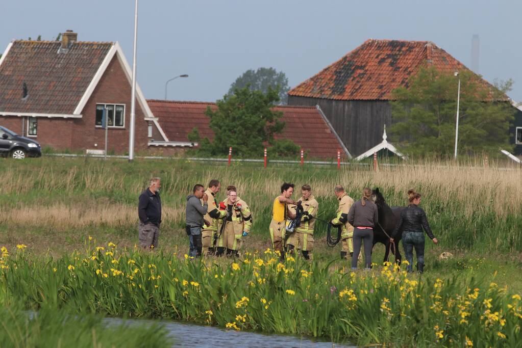 Paard belandt te water