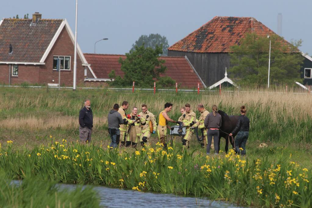 Paard belandt te water