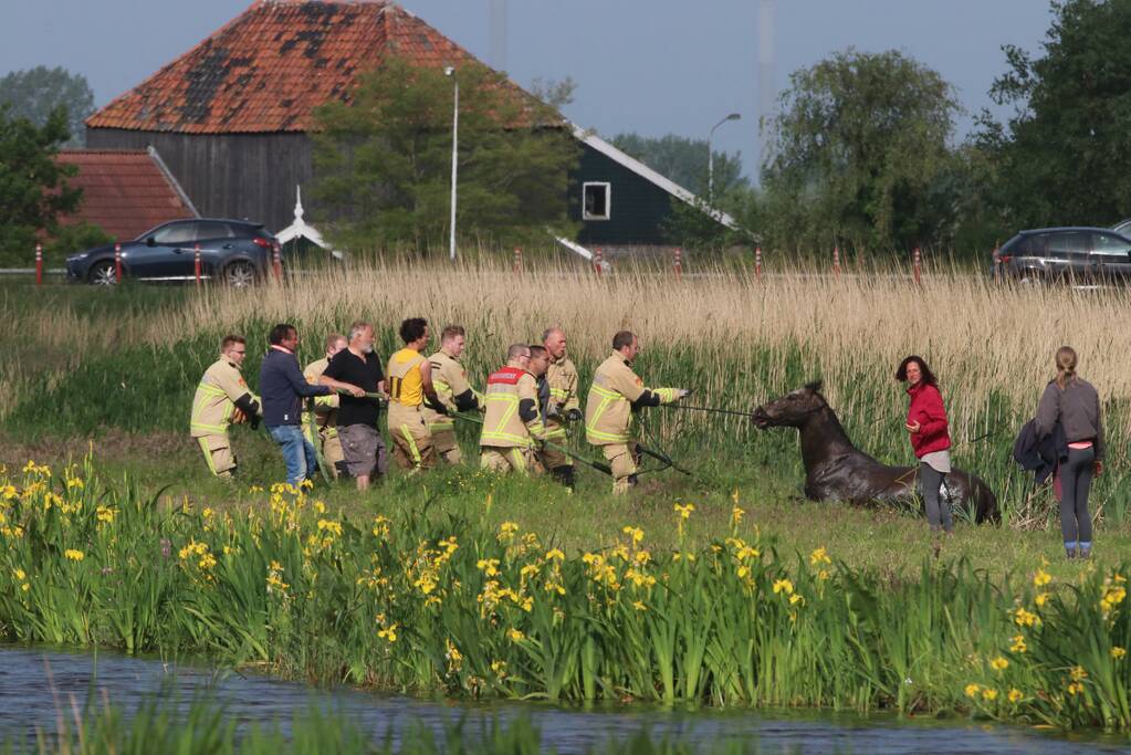 Paard belandt te water