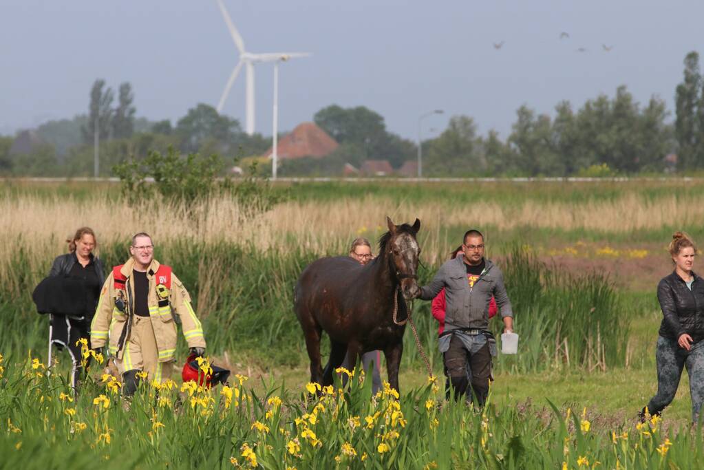 Paard belandt te water