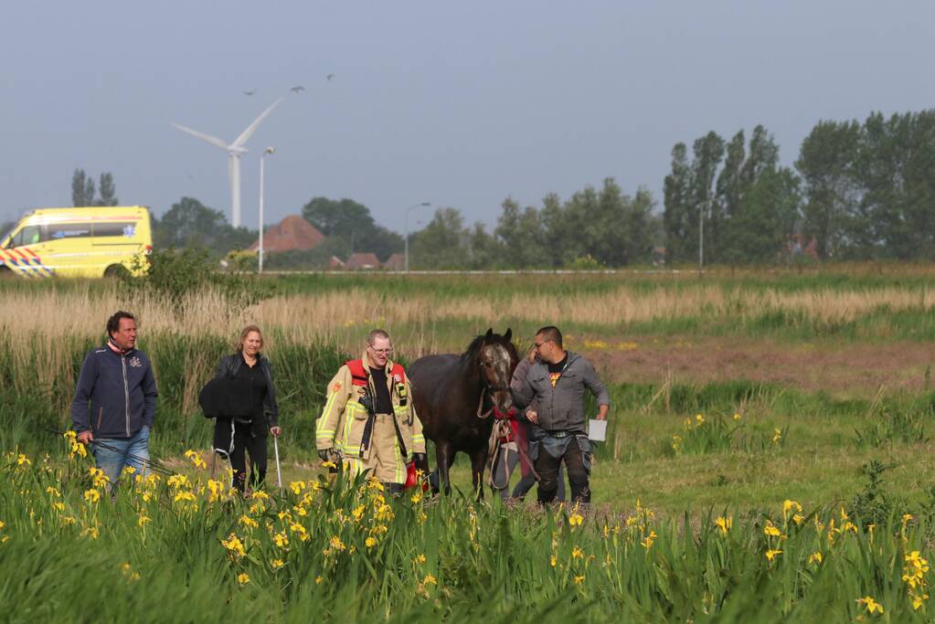 Paard belandt te water