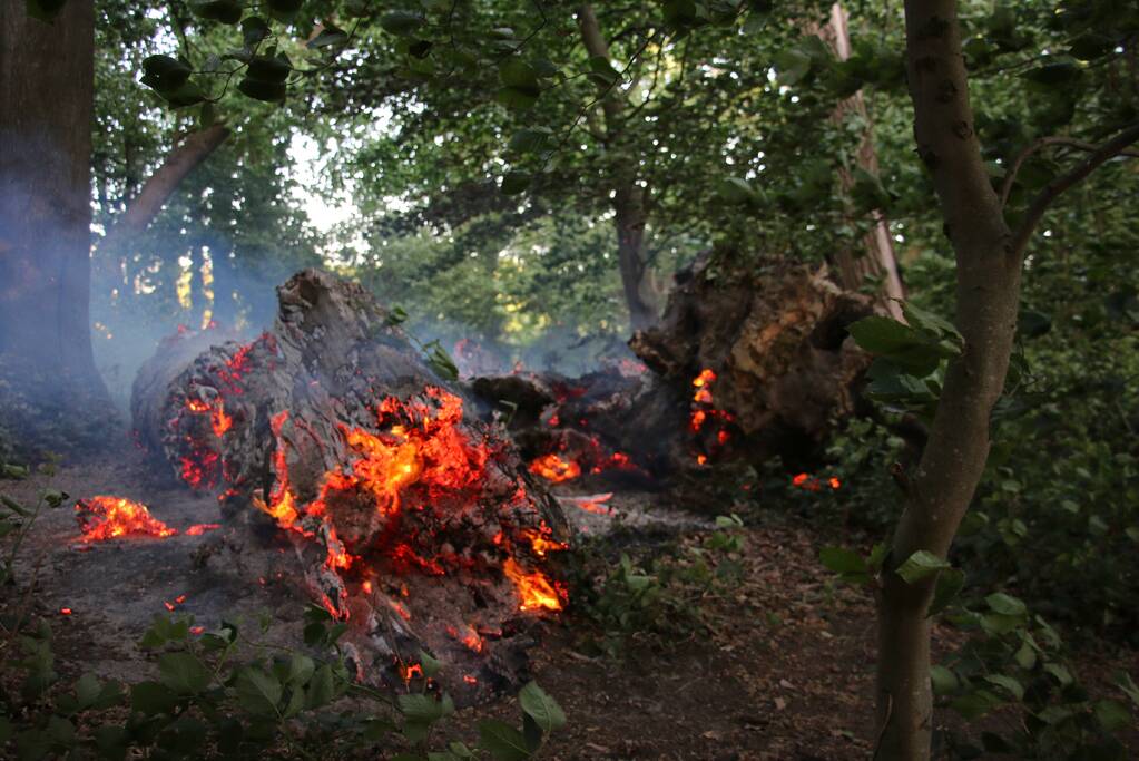Flinke rookontwikkeling bij brand in meerdere boomstammen