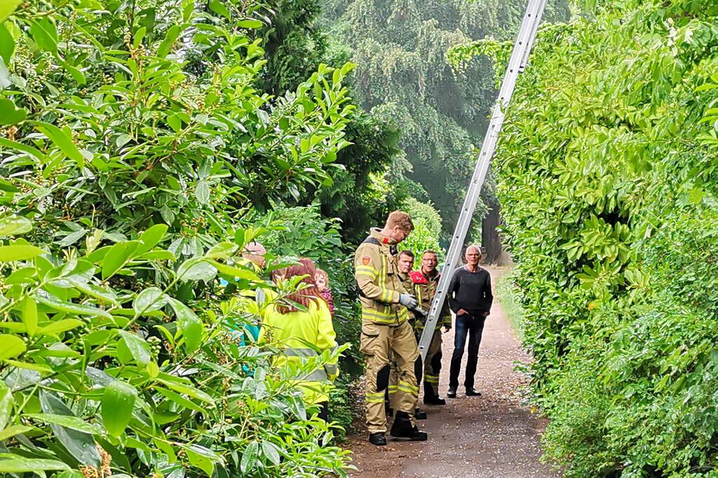 Eigenwijze poes houdt de buurt bezig