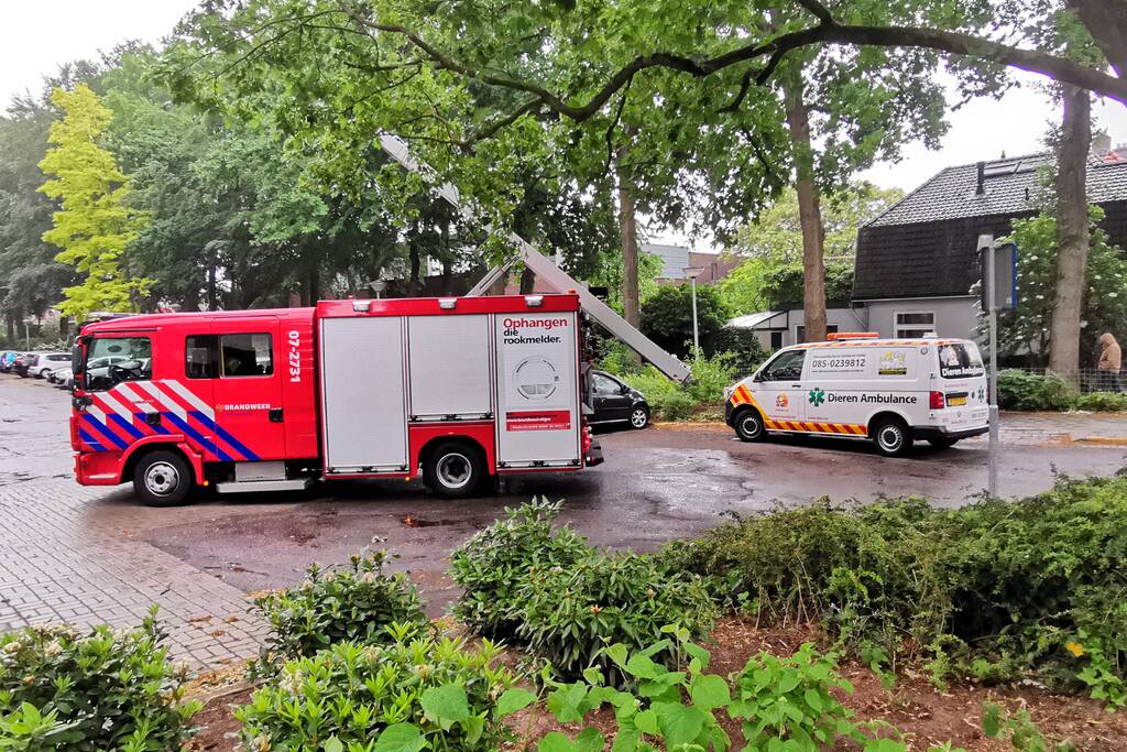 Eigenwijze poes houdt de buurt bezig