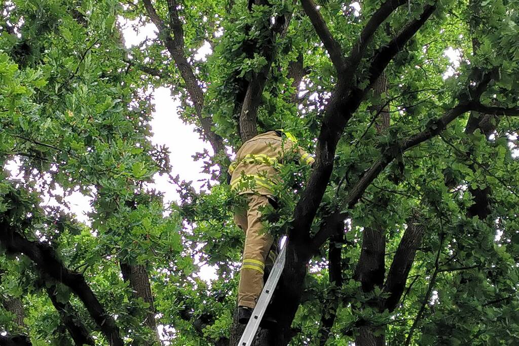 Eigenwijze poes houdt de buurt bezig
