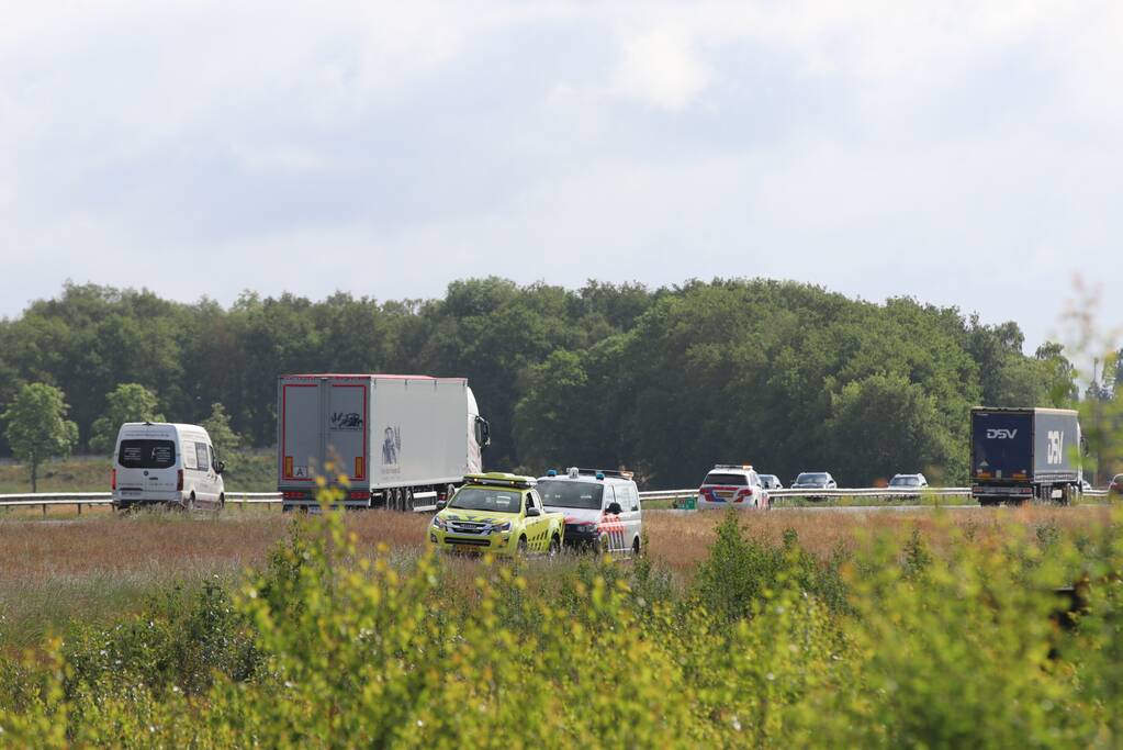 Loslopende schapen langs snelweg