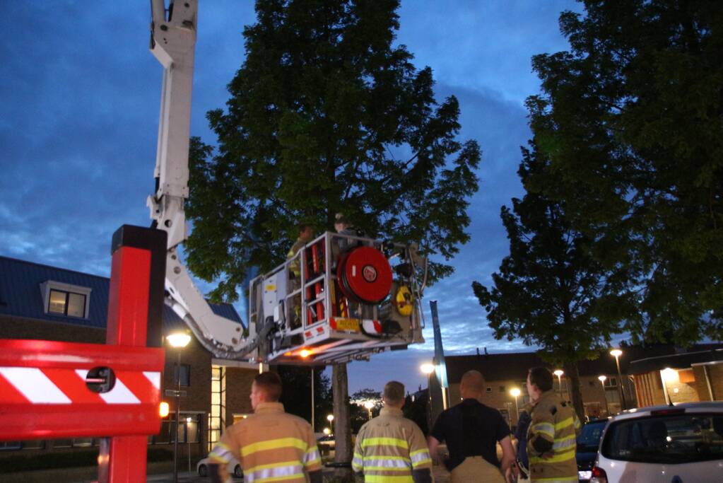 Ontsnapte papegaai zorgt voor nodige commotie