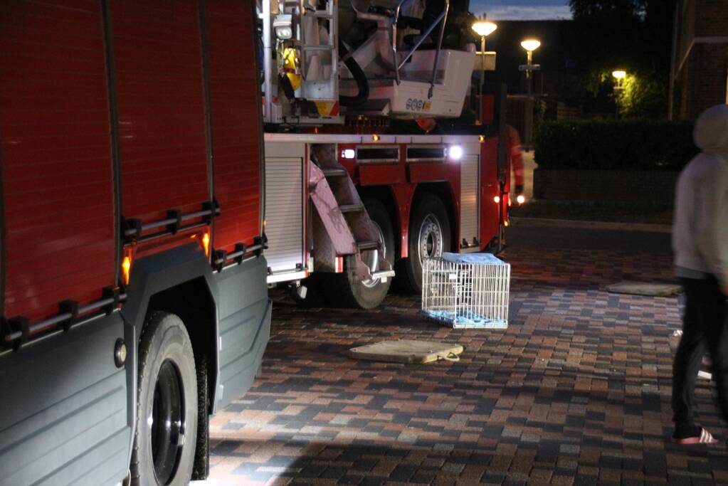 Ontsnapte papegaai zorgt voor nodige commotie