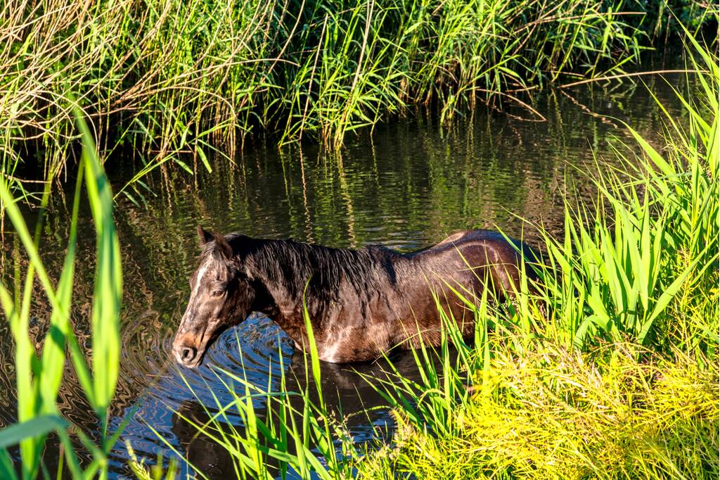 Paard in sloot overleden